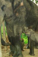 572 Im Chitwan Nationalpark &ndash; &copy; Denise Hartmann (Eberhardt TRAVEL)