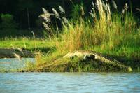 588 Im Chitwan Nationalpark &ndash; &copy; Denise Hartmann (Eberhardt TRAVEL)