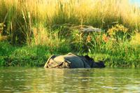592 Im Chitwan Nationalpark &ndash; &copy; Denise Hartmann (Eberhardt TRAVEL)