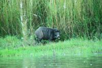 596 Im Chitwan Nationalpark &ndash; &copy; Denise Hartmann (Eberhardt TRAVEL)