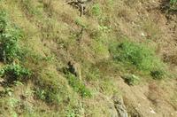 1298_Affe entlang dem Shennong-Fluss &ndash; &copy; Nadine Schulz (Eberhardt TRAVEL)