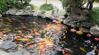 1773_Jade-Buddha-Tempel in Shanghai - so viele Fische auf einem Haufen &ndash; &copy; Nadine Schulz (Eberhardt TRAVEL)