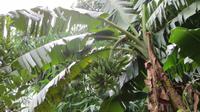 1906_Banane &ndash; &copy; Nadine Schulz (Eberhardt TRAVEL)