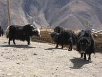 Jaks &ndash; &copy; Ralf Kuchenbecker (Eberhardt TRAVEL)