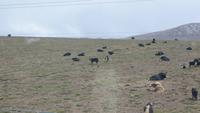 0352 Fahrt mit der Tibet-Bahn - Yak-Herde &ndash; &copy; Annette Weise (Eberhardt TRAVEL)