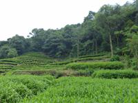 272. Hangzhou, Drachenbrunnentee &ndash; &copy; Maria Michel (Eberhardt TRAVEL)