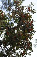 Kaki-Baum &ndash; &copy; Helene Johannsen (Eberhardt TRAVEL)