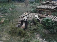 PandapÃ€rchen im Siebensternepark &ndash; &copy; Kathrin Mickan (Eberhardt TRAVEL)