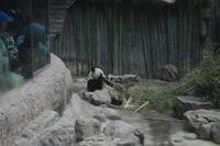 Panda - Zoo Peking