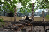 Panda - Zoo Peking