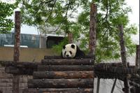 Panda - Zoo Peking