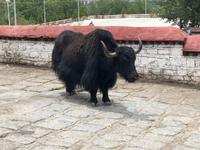 Yak &ndash; &copy; Ralf Mehnert (Eberhardt TRAVEL)