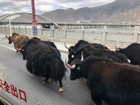 Lhasa - Yaktrail &ndash; &copy; Ralf Mehnert (Eberhardt TRAVEL)