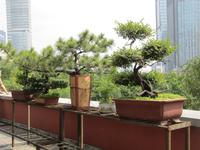 Nanjing - Bonsai &ndash; &copy; Annette Weise (Eberhardt TRAVEL)