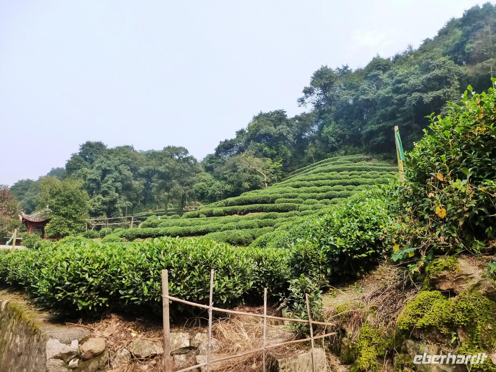 338 Teeplantage &ndash; &copy; Sandra Schack (Eberhardt TRAVEL)