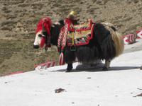 Yak als Fotostar &ndash; &copy; Annette Zocher (Eberhardt TRAVEL)