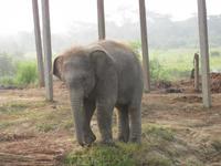 Das Elefantenbaby (5 Monate) &ndash; &copy; Annette Zocher (Eberhardt TRAVEL)
