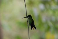 sitzender Kolibri &ndash; &copy; Gunter Looß (Eberhardt TRAVEL)