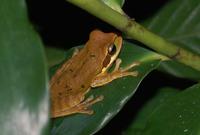 Frosch &ndash; &copy; Gunter Looß (Eberhardt TRAVEL)