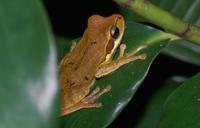 Frosch &ndash; &copy; Gunter Looß (Eberhardt TRAVEL)