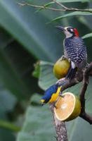Eichelspecht (Acorn Woodpecker, Melanerpes formicivorus) und xxx ?? &ndash; &copy; Gunter Looß (Eberhardt TRAVEL)