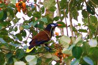 Toller Vogel &ndash; &copy; Gunter Looß (Eberhardt TRAVEL)