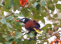 Wer kennt diesen Vogel? &ndash; &copy; Gunter Looß (Eberhardt TRAVEL)