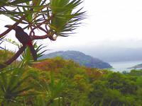 Tukan am Hotel 