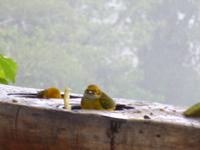 La-Paz-Waterfalls &ndash; &copy; Sylvia Sann (Eberhardt TRAVEL)