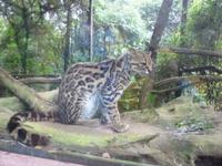 Jaguar-Baby &ndash; &copy; Sylvia Sann (Eberhardt TRAVEL)