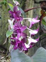 Orchideen &ndash; &copy; Sylvia Sann (Eberhardt TRAVEL)