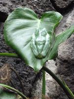 Frosch &ndash; &copy; Sylvia Sann (Eberhardt TRAVEL)
