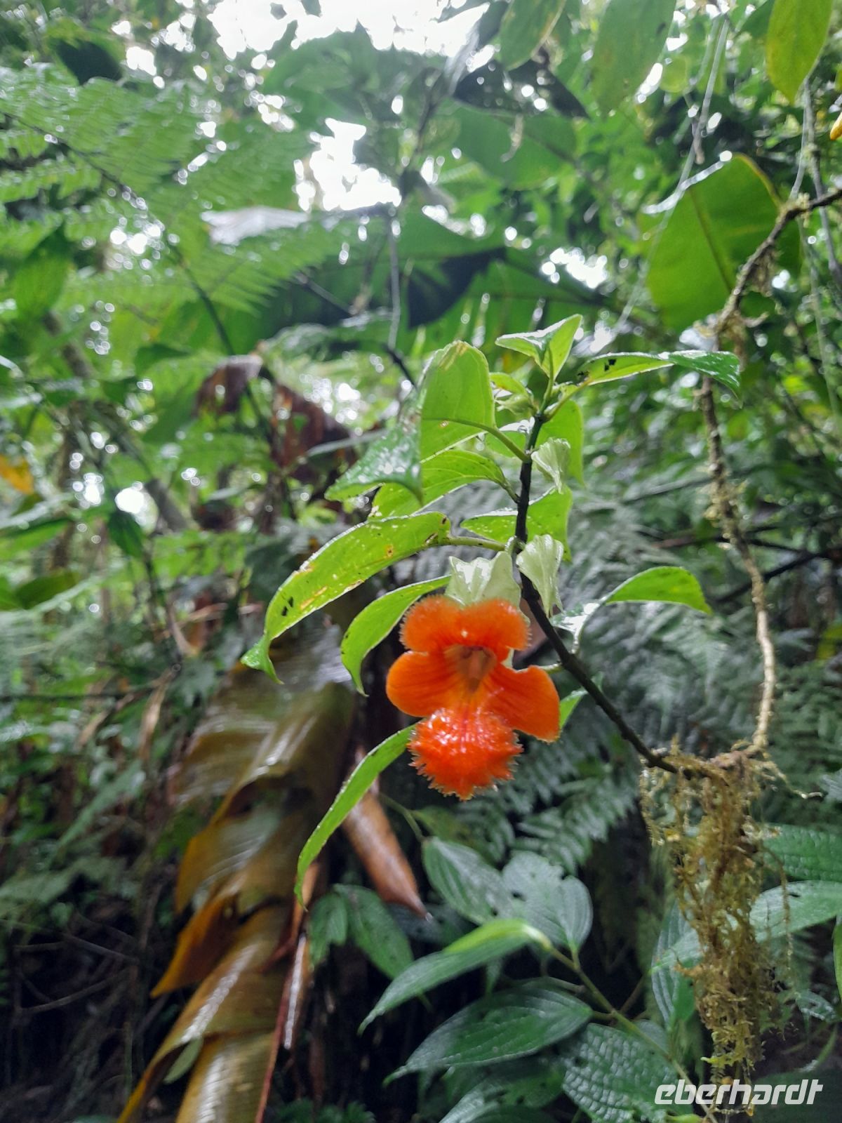 Monteverde &ndash; &copy; Sinah Witzig (Eberhardt TRAVEL)