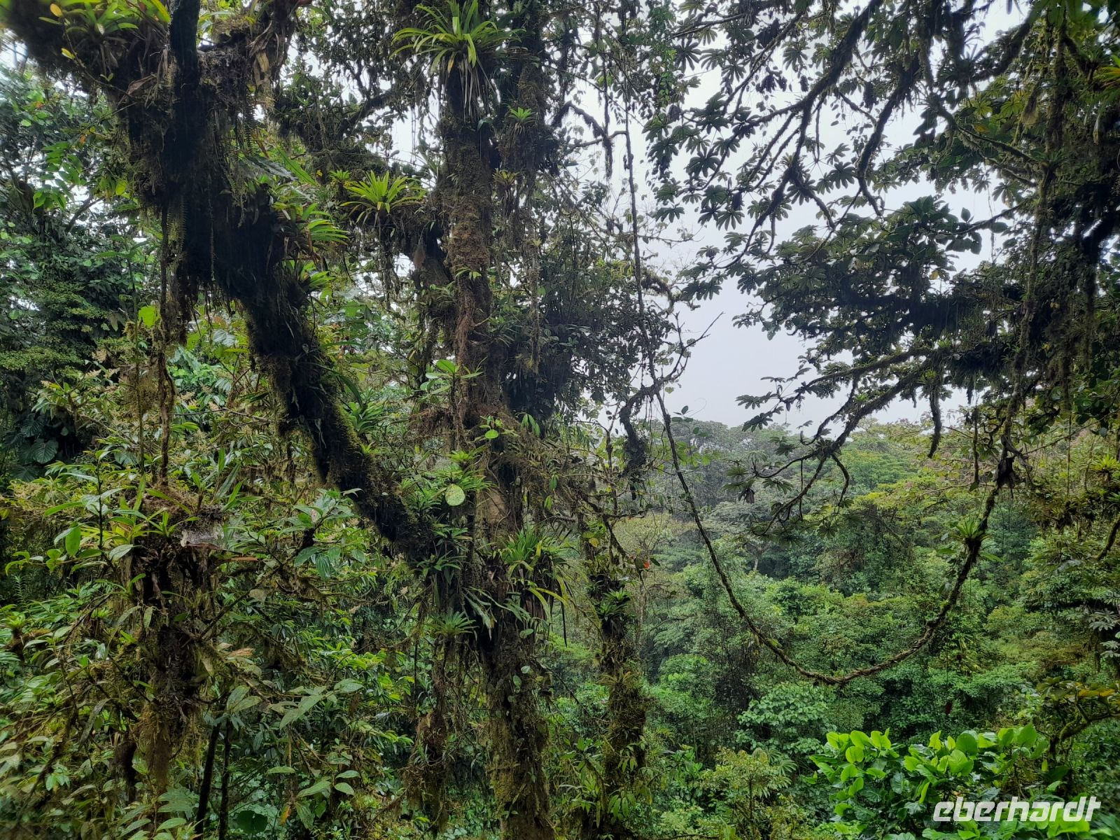 Monteverde &ndash; &copy; Sinah Witzig (Eberhardt TRAVEL)