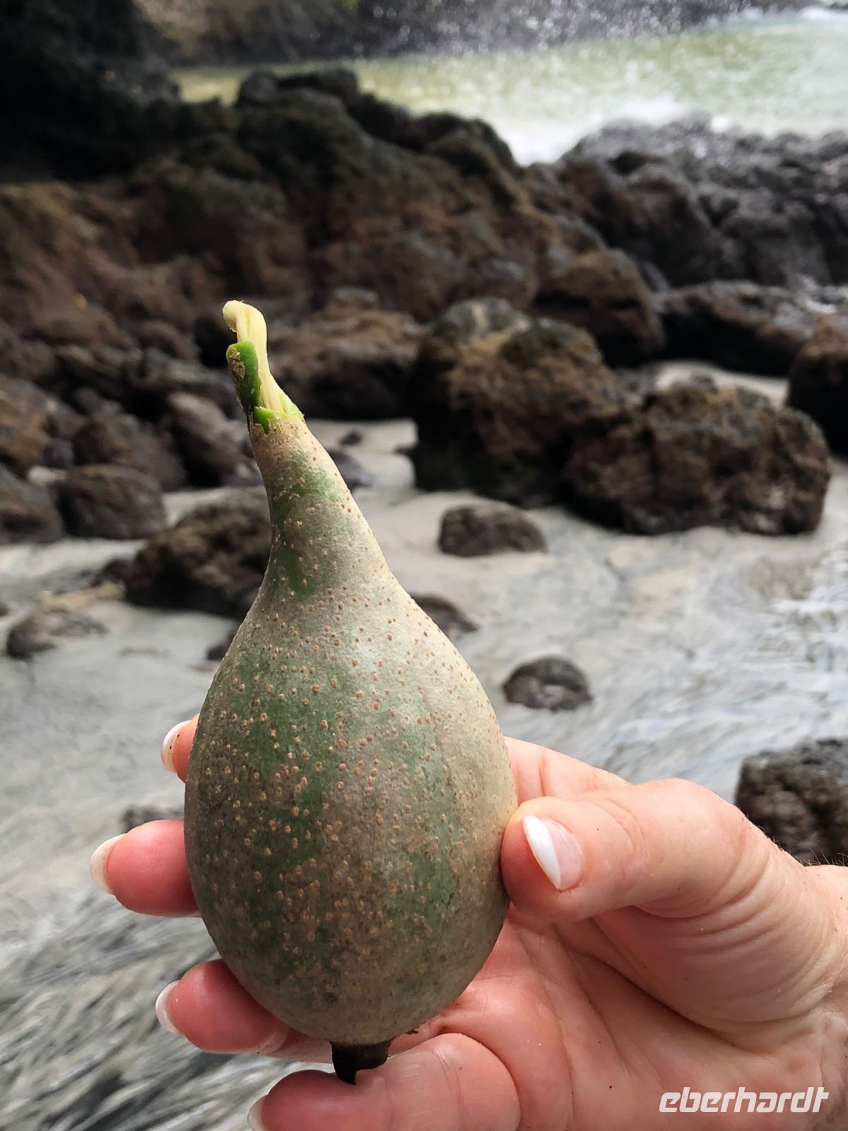 Tattoofrucht &ndash; &copy; Sinah Witzig (Eberhardt TRAVEL)