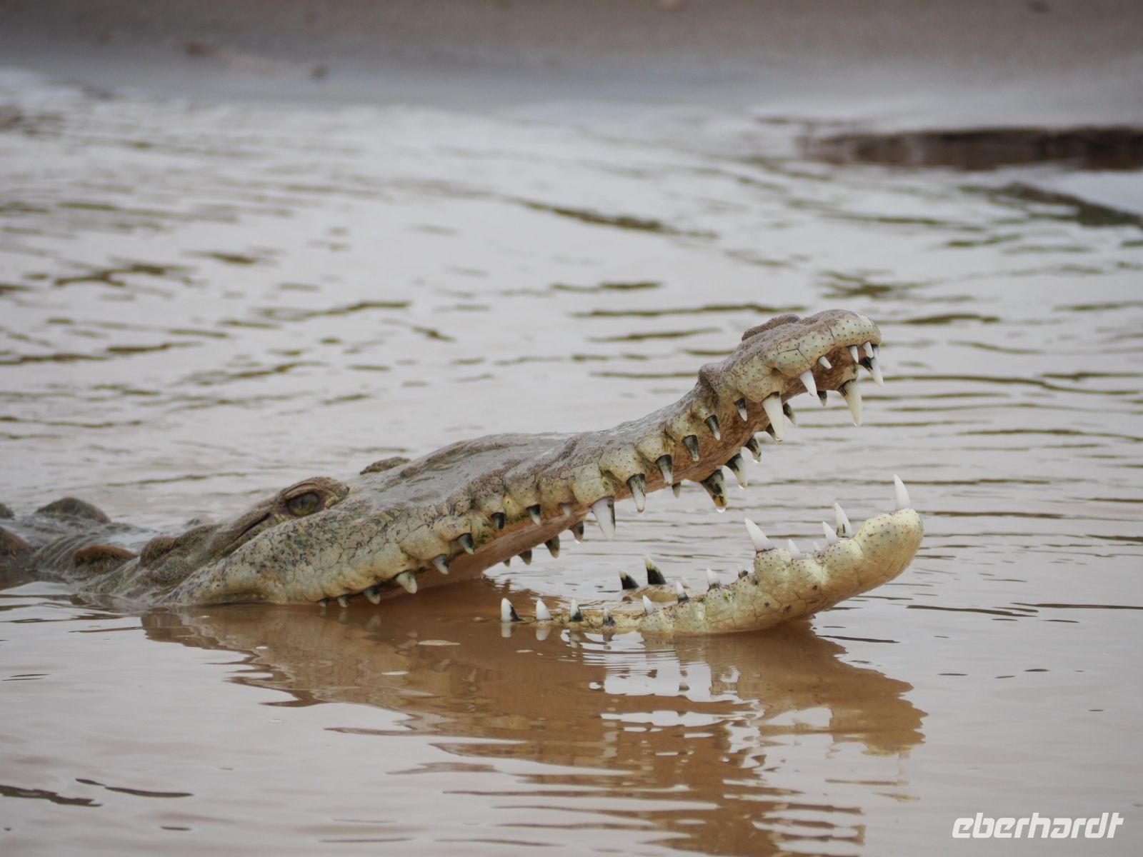 Krokodil &ndash; &copy; Sinah Witzig (Eberhardt TRAVEL)