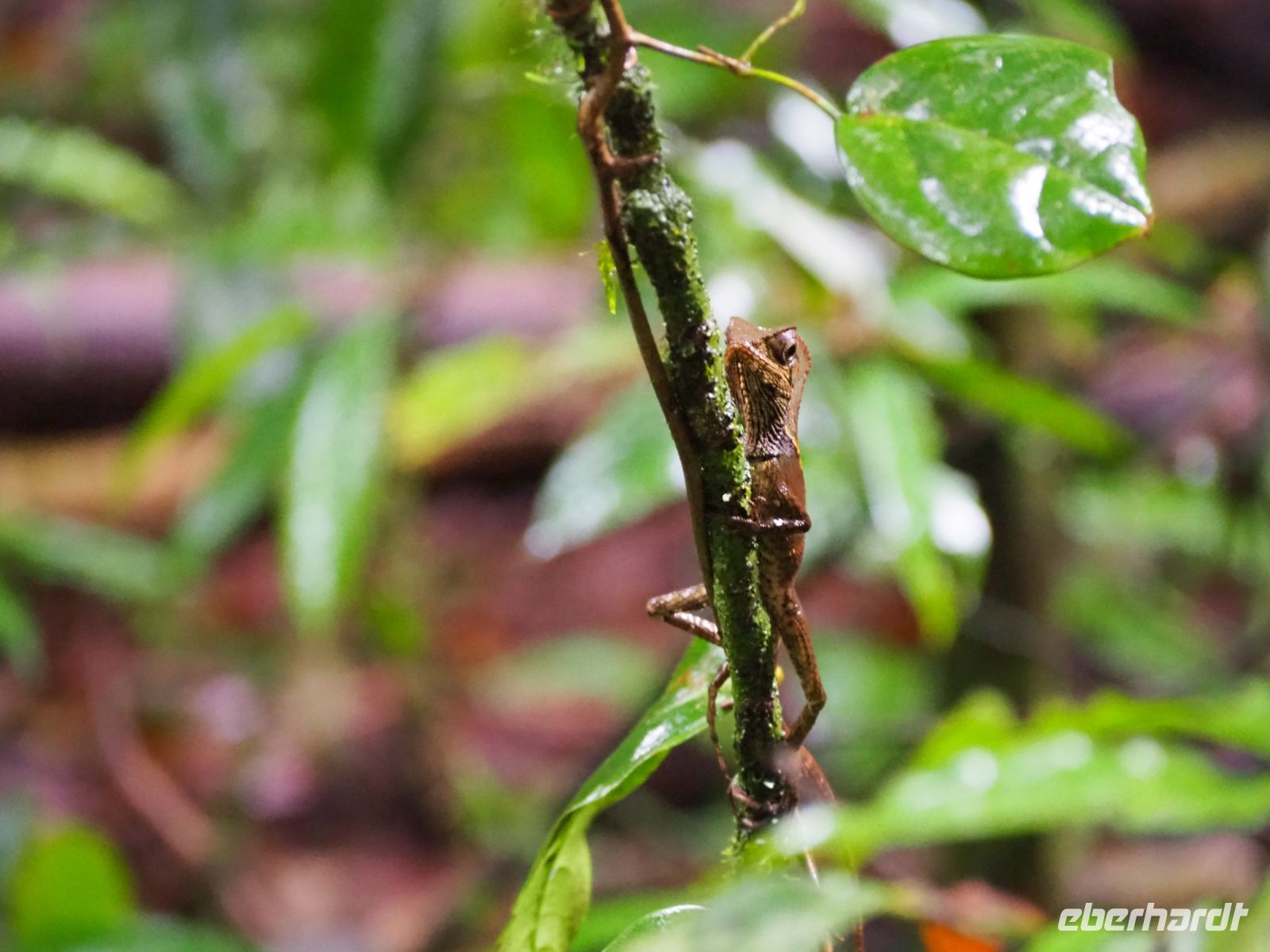 Helmleguan &ndash; &copy; Sinah Witzig (Eberhardt TRAVEL)