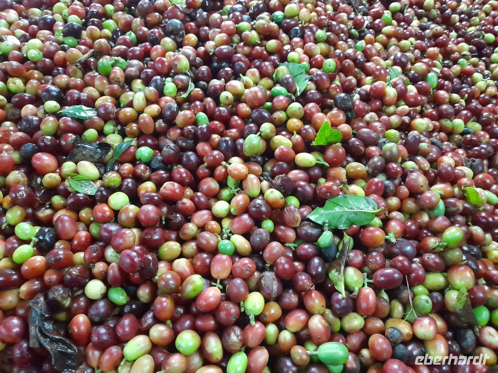 Kaffee-Tour &ndash; &copy; Sinah Witzig (Eberhardt TRAVEL)