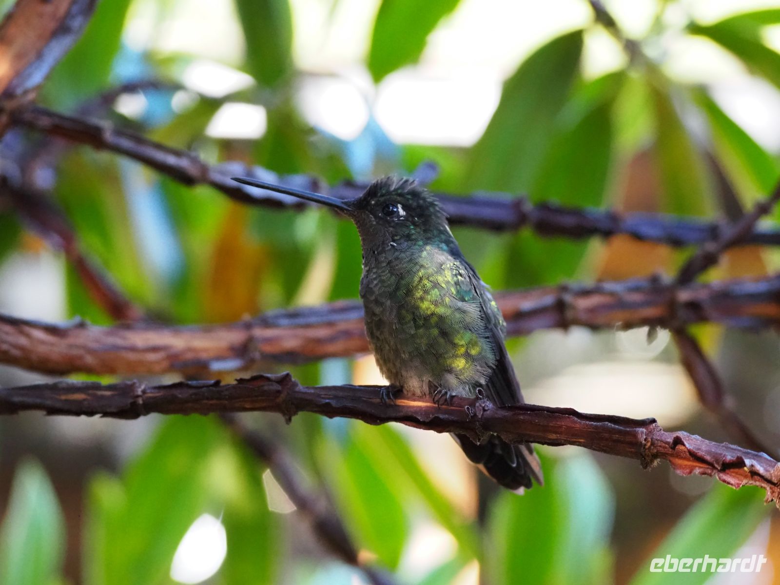 Kolibri &ndash; &copy; Sinah Witzig (Eberhardt TRAVEL)