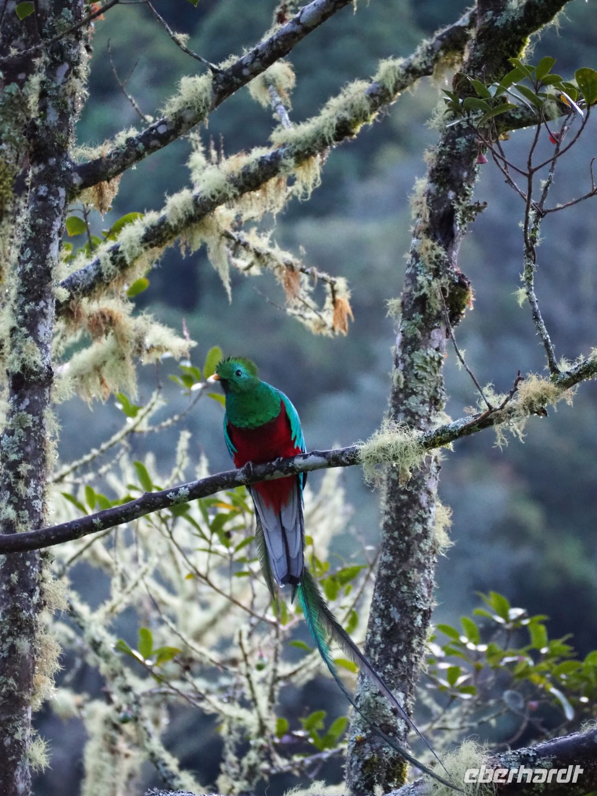 Quetzal &ndash; &copy; Sinah Witzig (Eberhardt TRAVEL)
