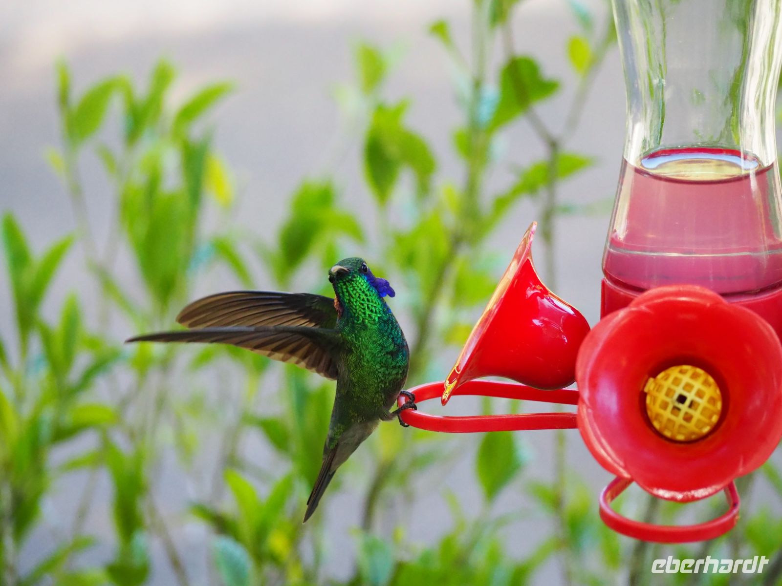 Kolibri &ndash; &copy; Sinah Witzig (Eberhardt TRAVEL)