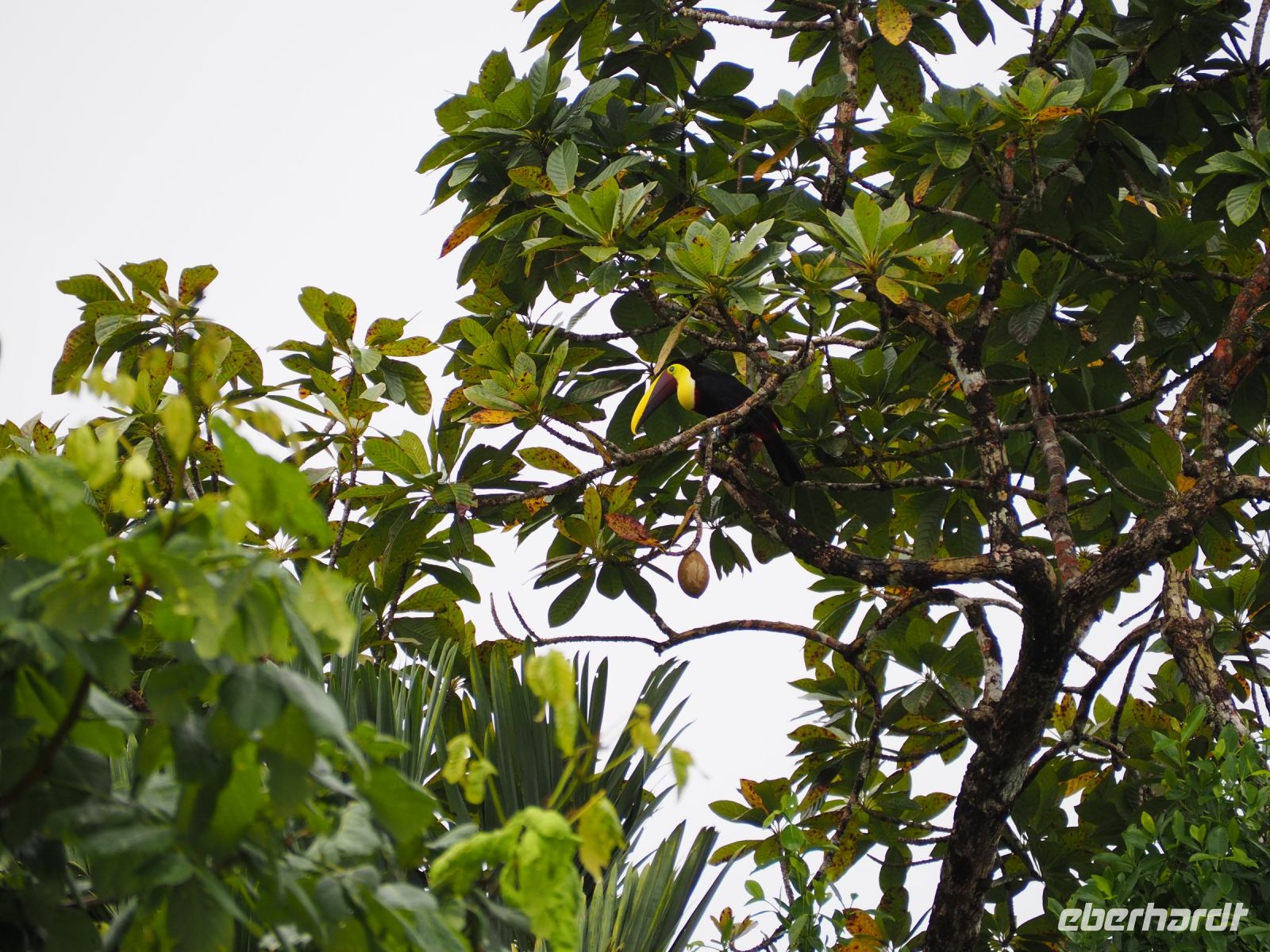 Tukan &ndash; &copy; Sinah Witzig (Eberhardt TRAVEL)