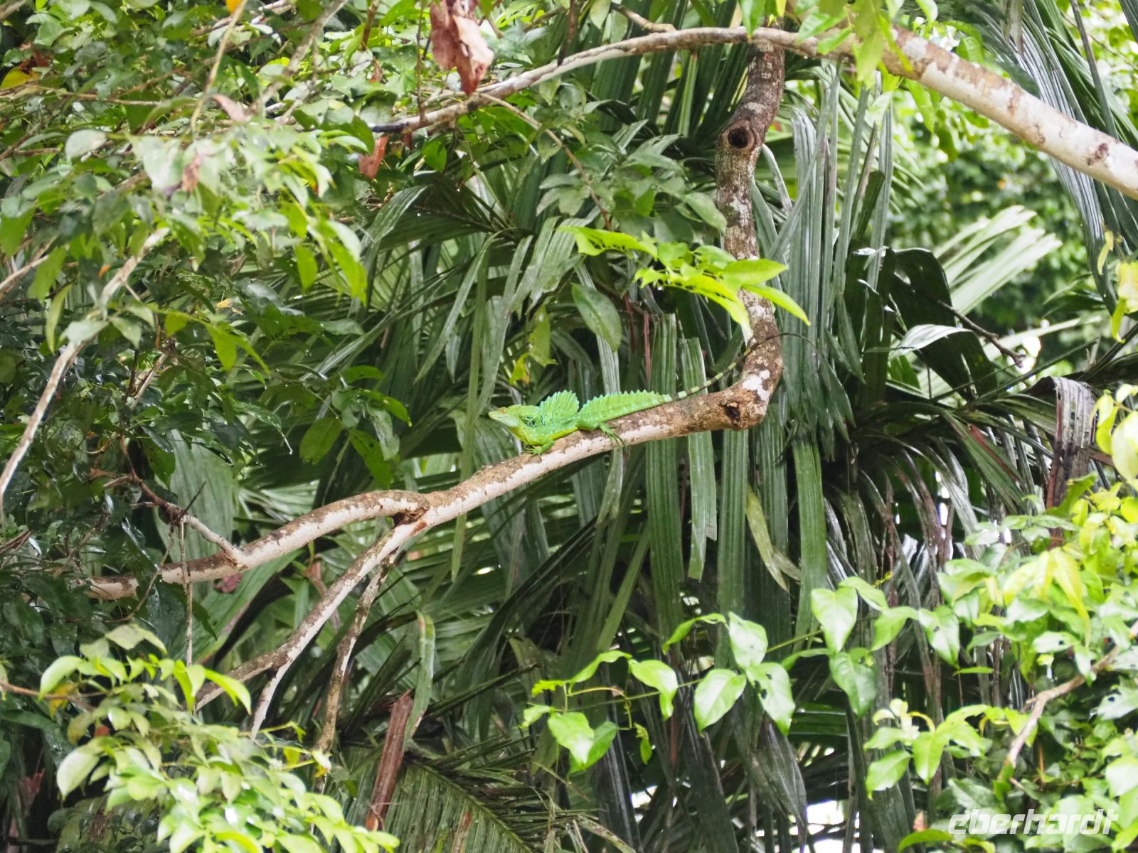 Grüner Basilisk &ndash; &copy; Sinah Witzig (Eberhardt TRAVEL)