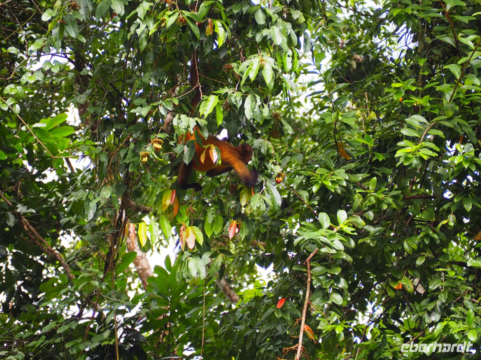 Klammeraffe &ndash; &copy; Sinah Witzig (Eberhardt TRAVEL)