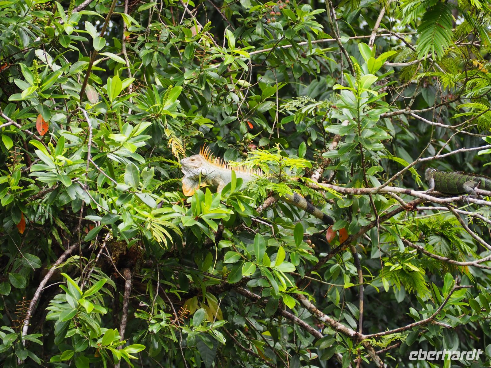 Leguan &ndash; &copy; Sinah Witzig (Eberhardt TRAVEL)