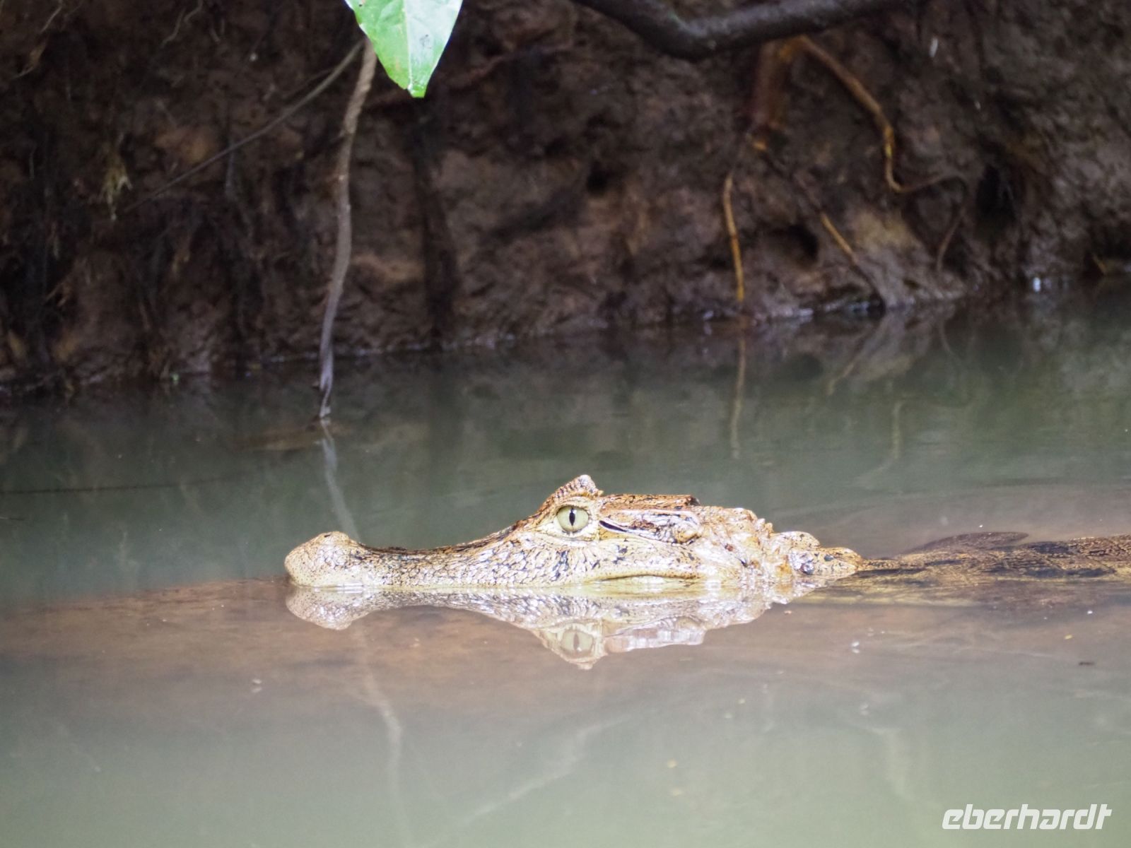 Cayman &ndash; &copy; Sinah Witzig (Eberhardt TRAVEL)