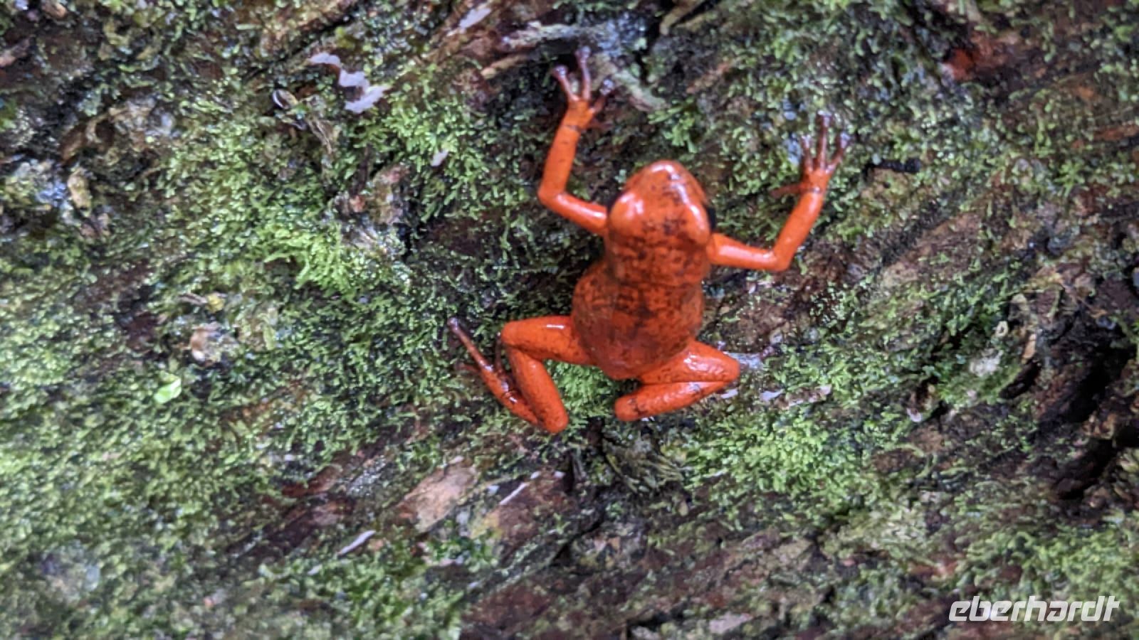 Roter Pfeilgiftfrosch &ndash; &copy; Sinah Witzig (Eberhardt TRAVEL)