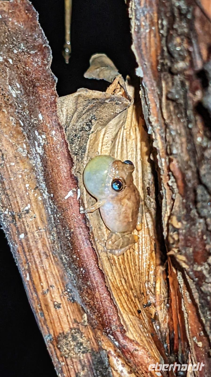 Gemeiner Glockenfrosch &ndash; &copy; Sinah Witzig (Eberhardt TRAVEL)