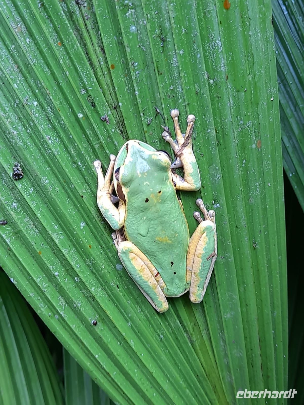 Maskenfrosch &ndash; &copy; Sinah Witzig (Eberhardt TRAVEL)