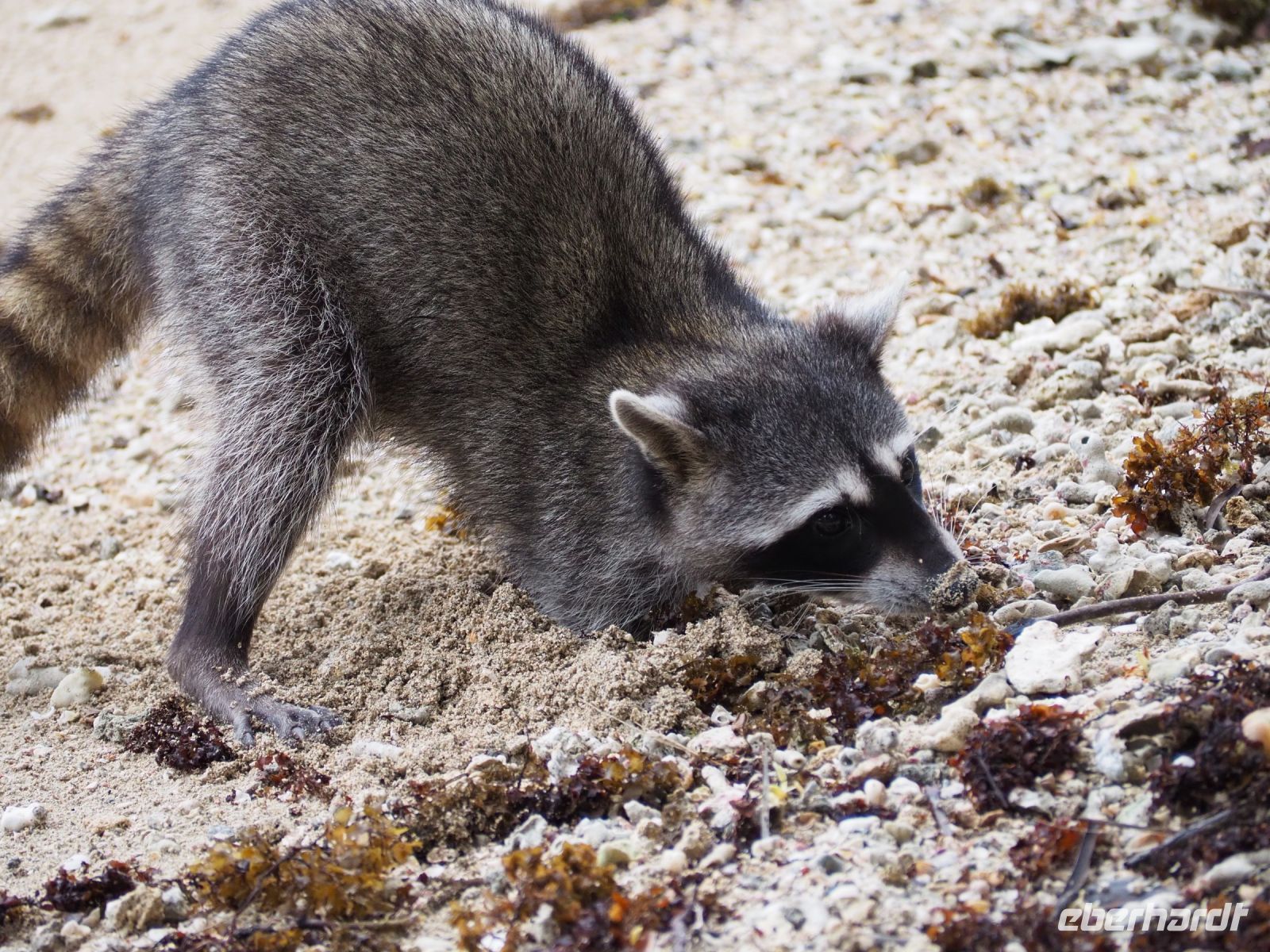 Waschbär &ndash; &copy; Sinah Witzig (Eberhardt TRAVEL)